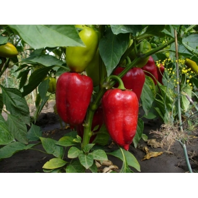 Красные и зеленые перцы на растении - Фаст
