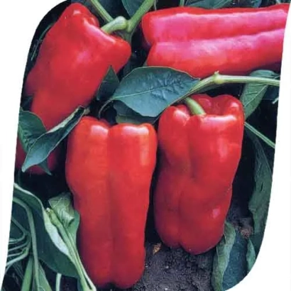 Красные перцы на растении - Фавилла