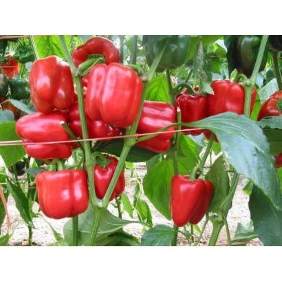 Красные перцы на растении - ФЕЛИПЕ F1