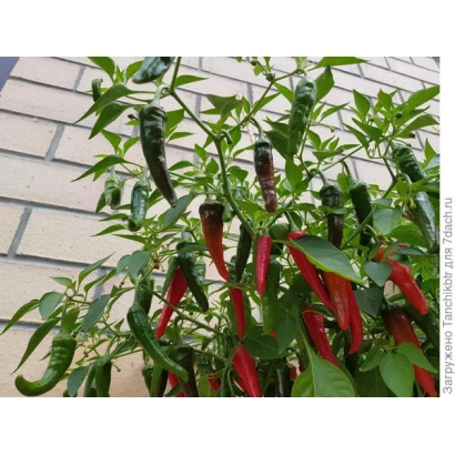Червоні та зелені перець на рослин - Фенікс