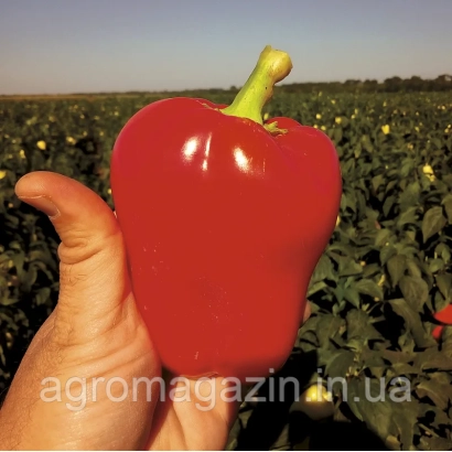 Large red pepper held in hand against field background - Fiji