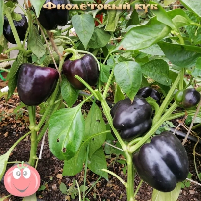 Тёмно-фиолетовые перцы сорта Фиолетовый куб на растении