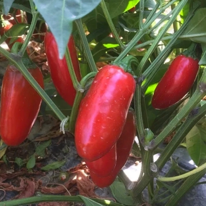 Красные перцы на растении - Форахидо