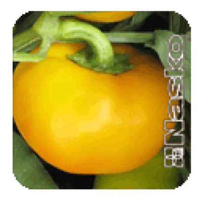 Желтый перец Гелиос на зеленой ветке