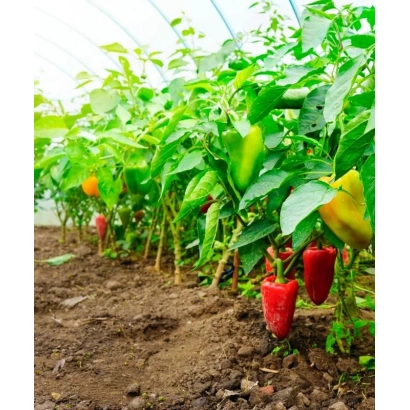 Рассада перца в теплице - ГОСУДАРЬ