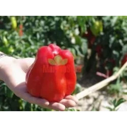 Красный перец сорта Гранова в руке на фоне грядки