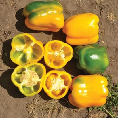 Желтые и зеленые перцы Гуалда на земле