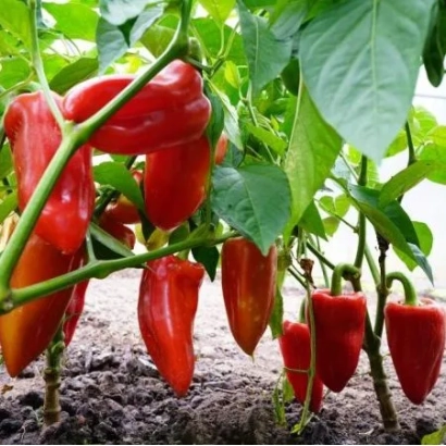 Красные перцы Джипси F1 на растении