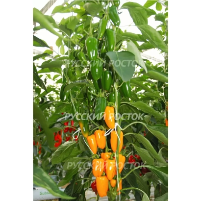 Желтый перец на растении, сорт Русский Росток - ХАНИ ЕЛЛОУ