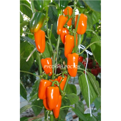 Красные перцы ХАНИ ОРАНЖ на ветвях