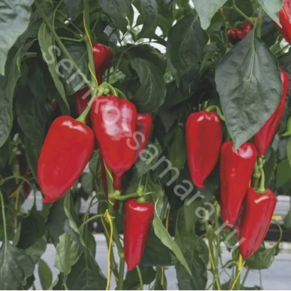 Красные перцы на растении - ХАНИ РЭД