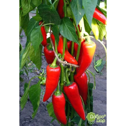 Красные перцы сорта Харуз на растении
