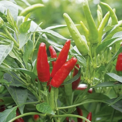 Красные и зеленые перцы на растении - Хай Флай