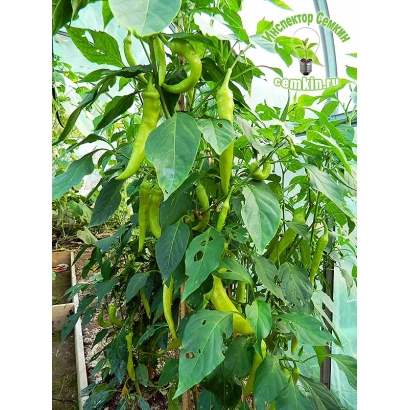 Растение с зелеными перцами на ветвях - ХОТТАБЫЧ