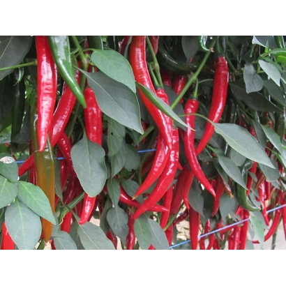 Красные перцы Хайфи на ветвях растения