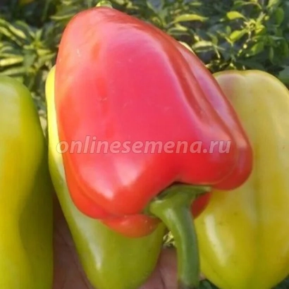 Красный перец сорта Ибица на фоне зелёных листьев