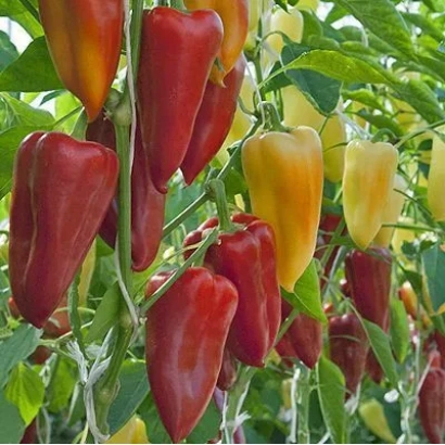Красные и желтые перцы на растении - ИЛЬЯ МУРОМЕЦ