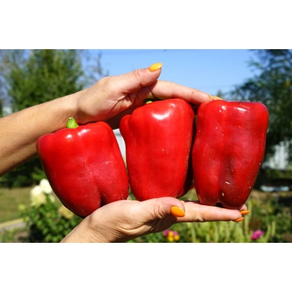 Три красных перца ИОЛО ВОНДЕР в руках на фоне зелени