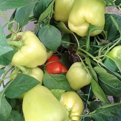 Свежие желтые перцы на ветке с зелеными листьями и одним красным перцем - Ирен