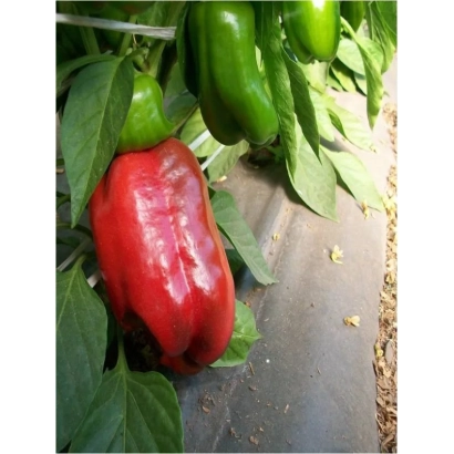 Красный и зелёный перец на растении - ИСПАНСКИЙ БЫК