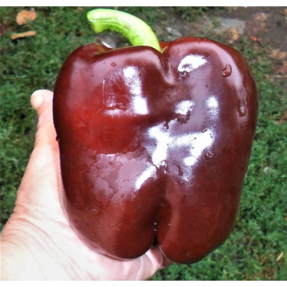 Красный перец Изумруд в руке на зеленом фоне