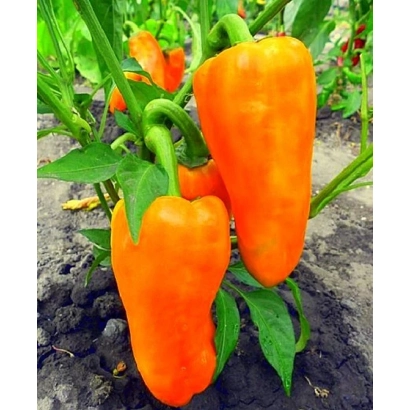 Оранжевые перцы Какаду на растении - КАКАДУ ОРАНЖЕВЫЙ