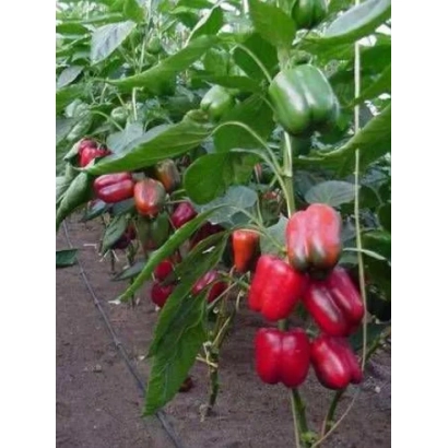 Красные и зеленые перцы КАЛИКС F1 на растении в теплице