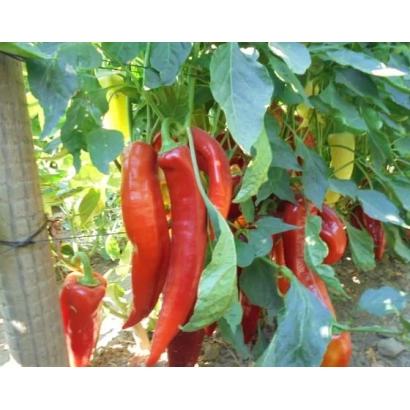 Красные перцы Канарио Реал на растении