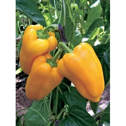 Желтые перцы на растении - Кантри