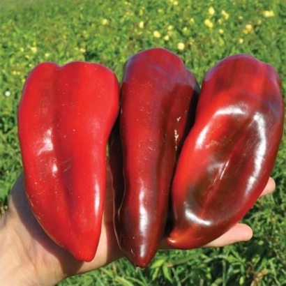 Три красных перца Капело в руке на фоне травы