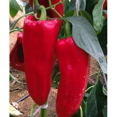 Красные перцы Каптур на растении