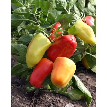 Красные и желтые перцы Казачок на растении