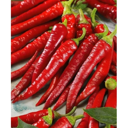 Красные перцы КЛАЙД | CLYDE на белом фоне