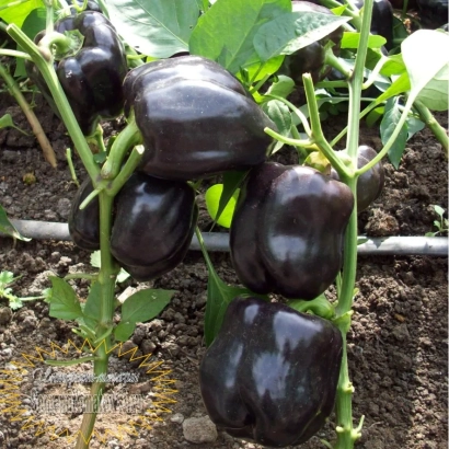 Черные перцы Клякса на растении