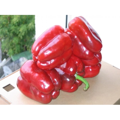 Красные перцы Клаудио F1 на деревянной доске