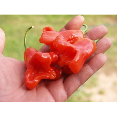 Красные перцы Cayenne Chili в ладони на фоне травы - КОЛОКОЛЬЧИК