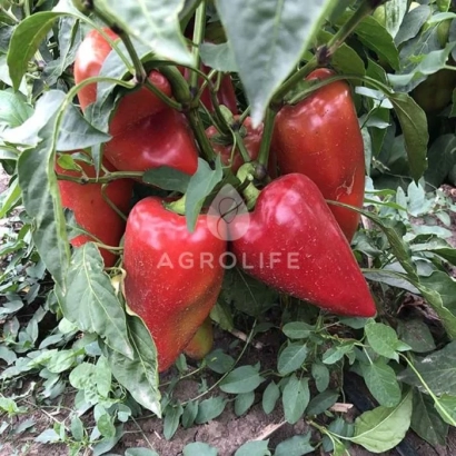 Красные перцы на растении с надписью AGROLIFE - Кольт