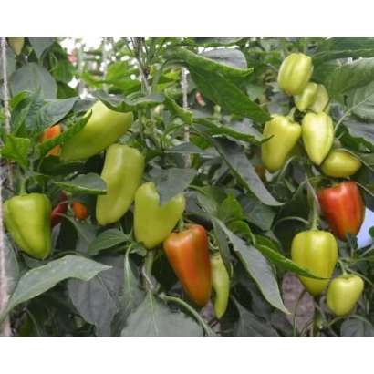 Спелые и незрелые перцы Кондор на растении