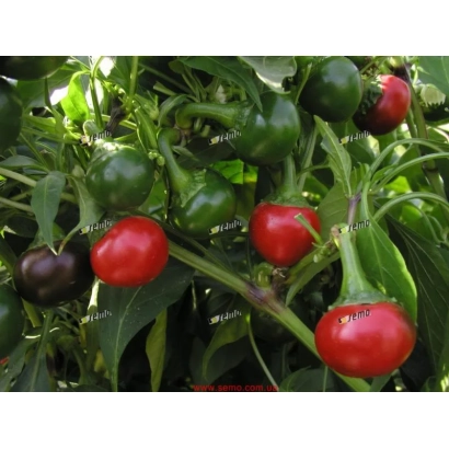 Красные и зеленые перцы Корал на кусте