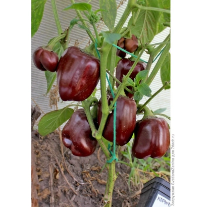 Красные перцы на растении - КОРИЧНЕВЫЙ КУБ