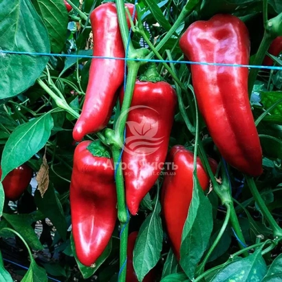 Красные перцы на растении - КОРНЕЛИА