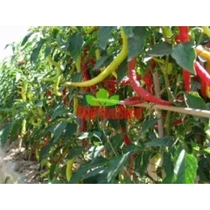 Красные и желтые перцы на растении - КОЗИ РИГ