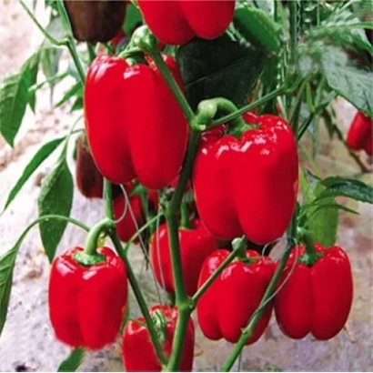 Red peppers on plant - RED HAT