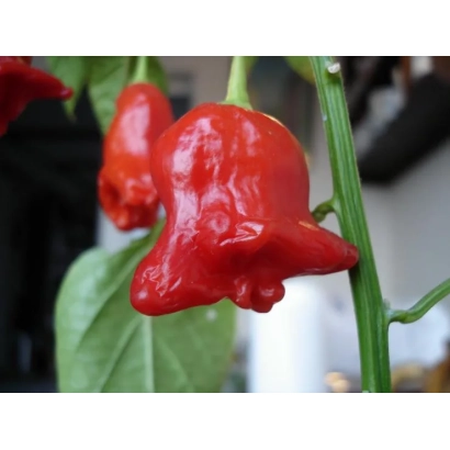 Красный колокольчик — красный перец на стебле с листьями