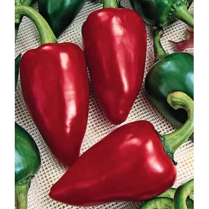 Красный перец на фоне зелёных перцев - КРАСНЫЙ НОС