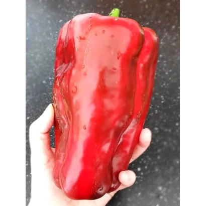 Крупный красный перец, держимый в руке - КРАСНЫЙ ВЕЛИКАН