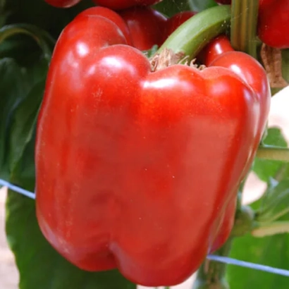 Красный перец на растении - КУБИК