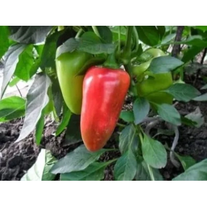 Красный и зелёный перец на растении - КУПЕЦ