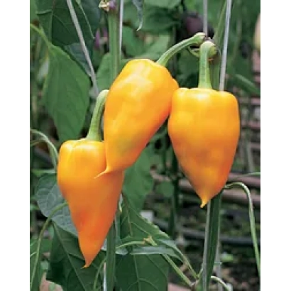 Желтые перцы Курьез на растении
