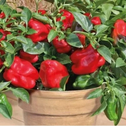 Красные перцы на растении в горшке - КУЗЯ